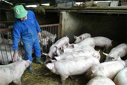 Instalación de una granja de porcino.