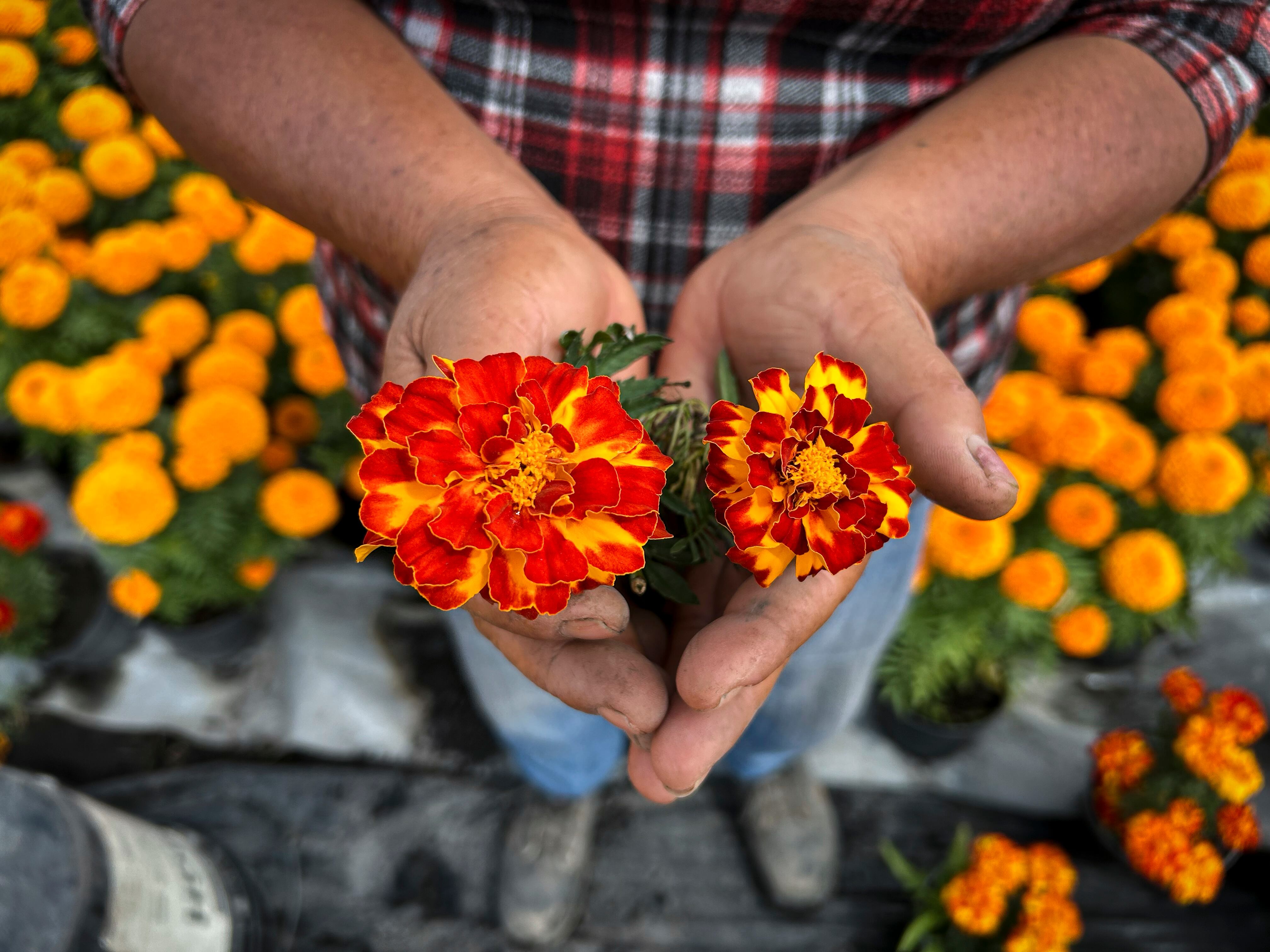 Clemolito, el verdadero cempasúchil nativo de México