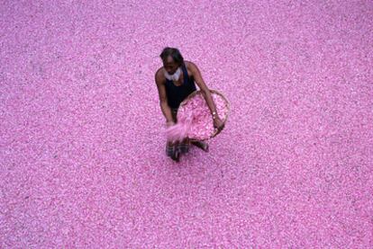 Millones de pétalos se secan y se maceran, y luego se destilan en viejos alambiques de barro hasta extraer el alma olorosa de las flores, en Kannauj