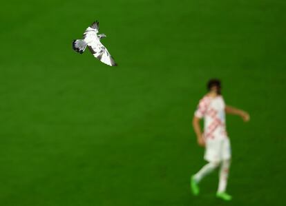 Un pájaro sobrevuela el estadio Al Janoub de Al Wakrah, en Qatar. 