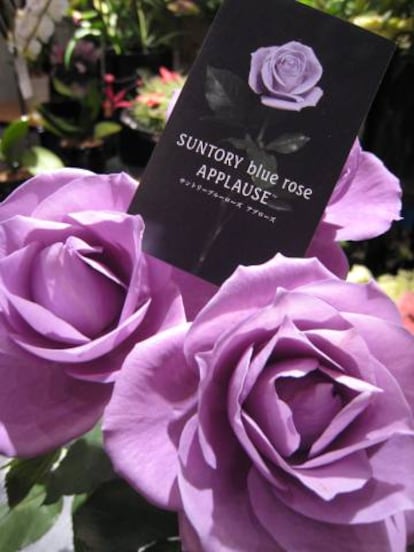 La rosa supuestamente azul de Suntory y Florigene.