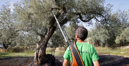 Un agricultor escoge olivas en una de las fincas que gestiona en El Perelló (Tarragona).