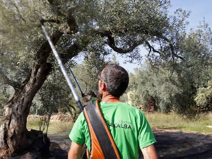 Un agricultor escoge olivas en una de las fincas que gestiona en El Perelló (Tarragona).