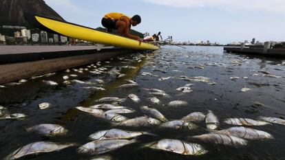 Peixes mortos na lagoa Rodrigo de Freitas, na última segunda-feira.