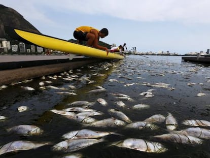 Peixes mortos na lagoa Rodrigo de Freitas, na última segunda-feira.