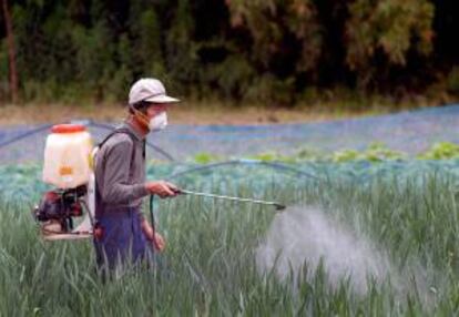 Un agricultor rocía con pesticida un cultivo de arroz. EFE/Archivo