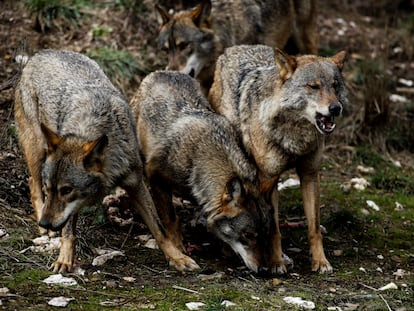 Tres lobos ibéricos en España, en una imagen de archivo.