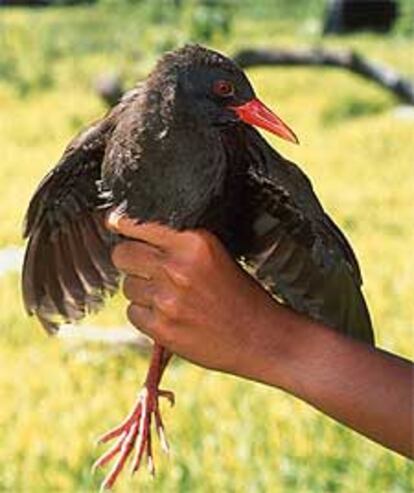 Un ornitólogo sujeta a un ejemplar de Rascón de Calaya, hallado en las Islas Babuyán, a 600 kilómetros de Manila.