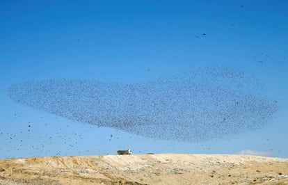 Una bandada de estorninos migratorios se agrupa en el cielo, cerca de la ciudad de Beer Sheva (Israel).