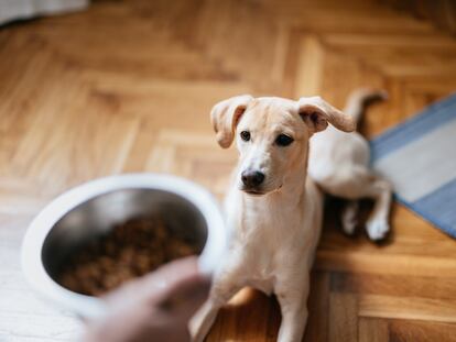 Una mujer da de comer a un cachorro en su casa.