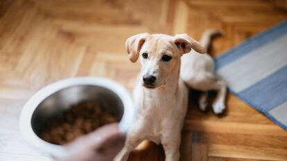 Una mujer da de comer a un cachorro en su casa.