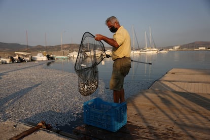 A man collects dead fish in the port of Volos, Greece, on Wednesday. 