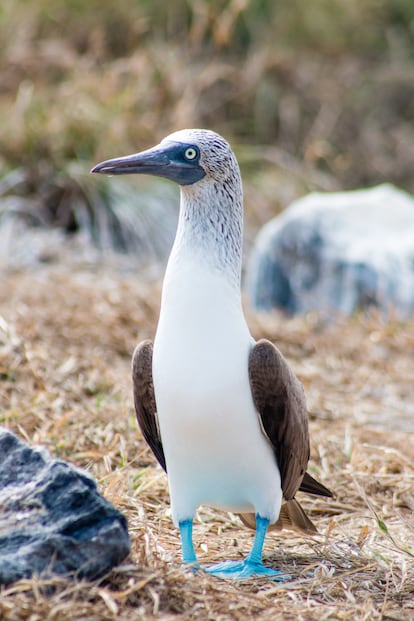 Un pájaro bobo pata azul en el parque nacional Isla Isabel (México).