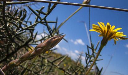 Espárragos y naturaleza fugaz de primavera.