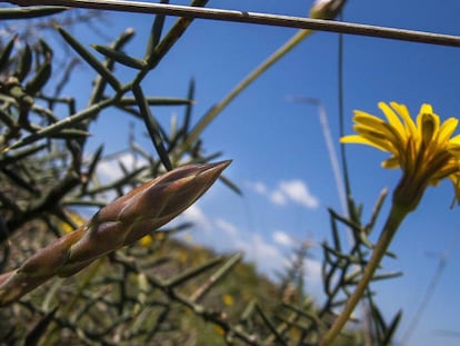 Esp&aacute;rragos y naturaleza fugaz de primavera.