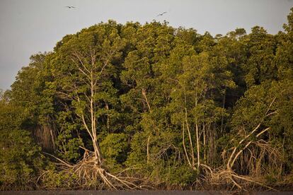 Un bosque mangle ubicado en Tumbes, en la costa norte del Perú. Los manglares son humedales que tienen alta biodiversidad.