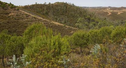 Montes de Berrocal ocho a&ntilde;os despu&eacute;s del incendio que devast&oacute; la zona. El bosque tardar&aacute; m&aacute;s de 60 a&ntilde;os en recuperarse. 