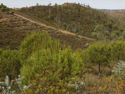 Montes de Berrocal ocho a&ntilde;os despu&eacute;s del incendio que devast&oacute; la zona. El bosque tardar&aacute; m&aacute;s de 60 a&ntilde;os en recuperarse. 