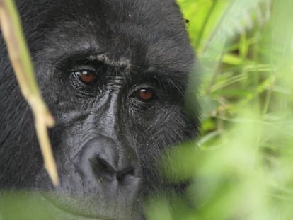 Gorila en el bosque impenetrable de Bwindi.