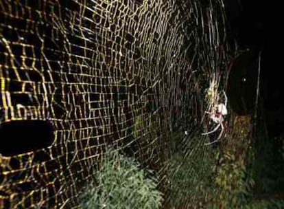 La tela de una araña <i>Nephila inaurata</i> mide más de un metro de diámetro.