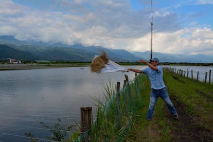 Diego Hoyos, adminsitrador de la granja de cría de tilapia roja en la finca La Esperanza de Ginebra (Pezco), alimenta a las peces con pienso.