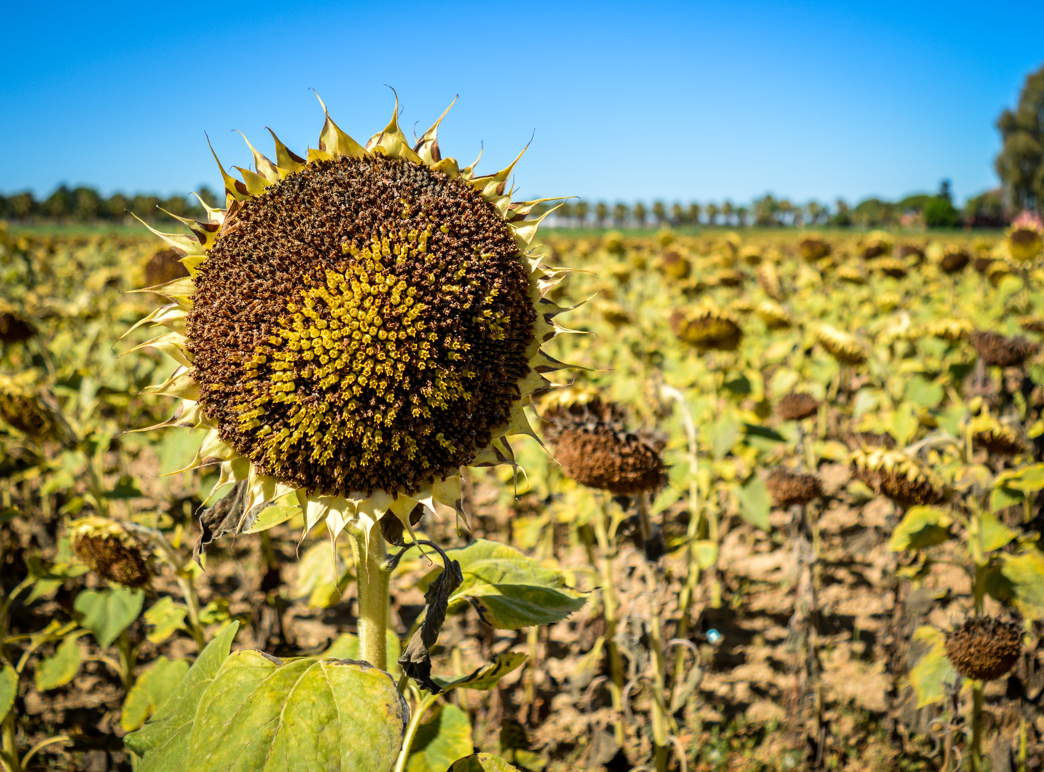 Cultivo de girasol en Rota. Al ser una flor que consume poca agua, muchos agricultores la prefieren para su tierras en secano (que solo se riegan con lluvia). 13 de julio de 2023