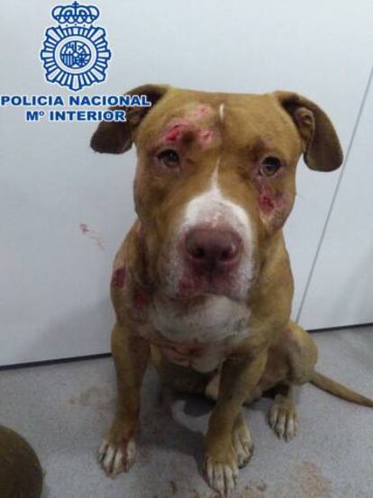 El perro rescatado por la policía en Jaca.