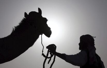 Un hombre coge las riendas de su camello antes de participar en el concurso de Belleza de Camellos durante el Festival de Herencia cultural de EAU del sultn Bin Zayed celebrado en Sweihan, Emiratos ?rabes Unidos.