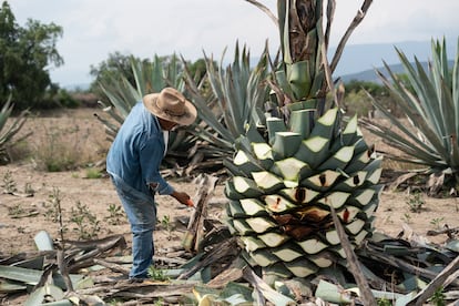 Jima de Maguey y pulquero en Oaxaca, Matatlán. Familia Macurichos. Macurichos es una empresa de mezcaleros de tradición. Han dedicado su vida al cuidado de la tierra y de los agaves para seguir elaborando mezcal. Imagen proporcionada por Grupo Entre Compas.