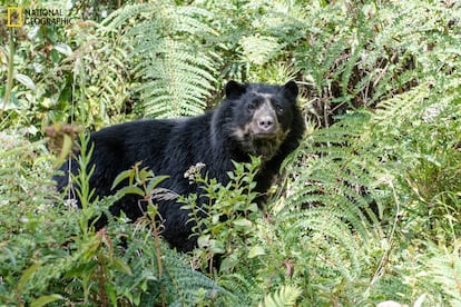 Oso andino