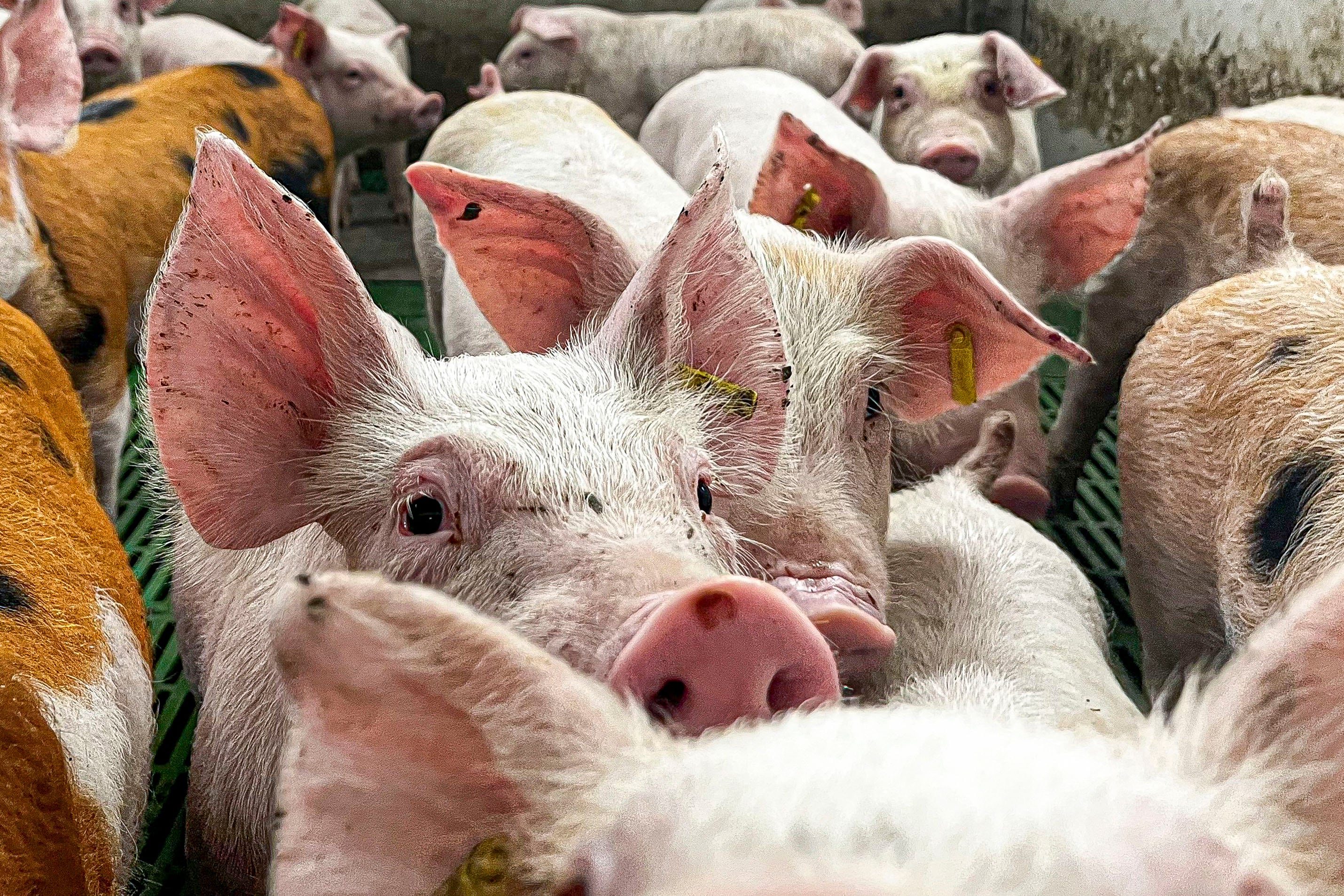 La Comisión Europea deja las principales zonas productoras de Cataluña fuera de la zona de restricciones por la peste