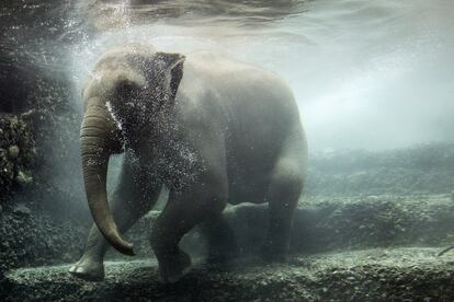 La elefanta Omysha se sumerge bajo el agua en su recinto en el Zoo de Zúrich, Suiza.  