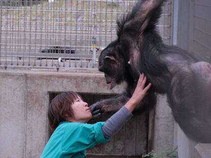 Una cuidadora interacciona con un chimpancé en un centro de investigación de primates.