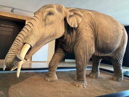 Recreation of the 'Gomphotherium angustidens' primitive elephant species on display at Spain's Castilla-La Mancha Paleontological Museum.