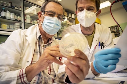 Carlos Sánchez y Javier Ripoll observan una muestra de una placa de cultivo en el Laboratorio de Seguridad Biológica de nivel 1.