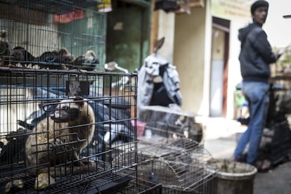 El mercado de Pramuka, el más grande de Indonesia, vende animales desde hace ya más de 40 años.