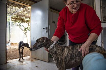 En la imagen, 'Valentina', una galga rescatada el 14 de febrero. Apareció abandonada en las inmediaciones del parque Amate, en Sevilla. Llegó con una cojera leve y una oreja completamente amputada. “Es bastante probable que en esa oreja tuviera el tatuaje identificativo y se la hayan cortado para que no se la pueda reconocer”, explican. “A esta perra la habían probado y la han abandonado porque no servía para perseguir piezas, bien el mismo galguero, o tal vez se trate de un robo de un galguero a otro”, comenta Alberto de la Fundación Benjamín Menhert.