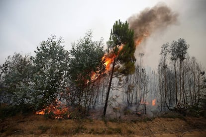 Una zona arrasada por las llamas cerca del municipio de Gois, el 19 de junio del 2017.