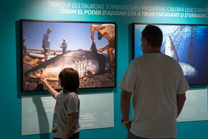 Un niño ante una imagen de un tiburón pescado, en la exposición sobre estos animales en Barcelona.