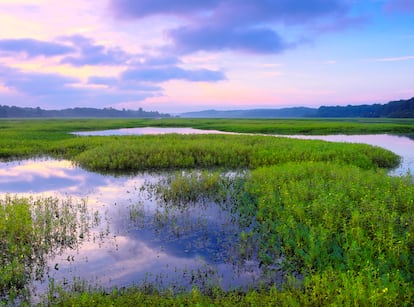 Humedales de la reserva nacional de Marais d'Orx, pertenecientes al Conservatoire du littoral.