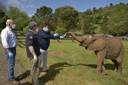 Varios trabajadores dan de comer a crías de elefante en el Parque de la Naturaleza de Cabárceno, en Cantabria, cerrado al público durante la cuarentena.