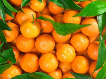 Las naranjas causan un conflicto entre España y Sudáfrica