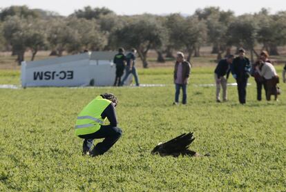 Policía científica observa un ave y una de las alas desprendidas (al fondo).