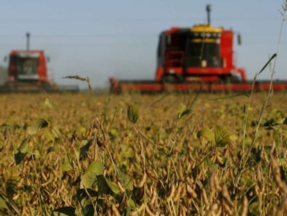 Plantação de soja na localidade de Olivera, Argentina.