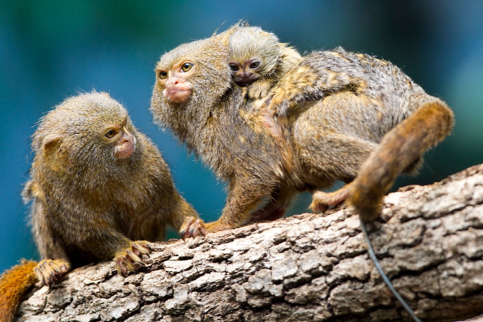 Why are marmosets and humans the only known primates that have names