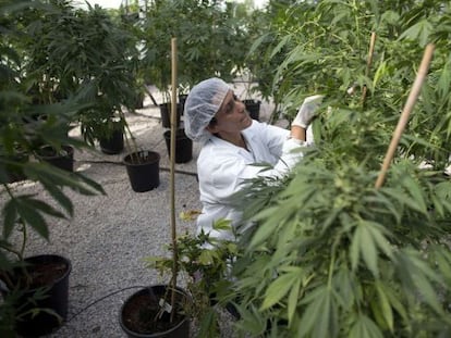 Mulher trabalha em plantação de maconha para fins medicinais.