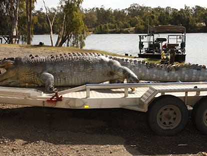 Imagen del cocodrilo gigante muerto a tiros.