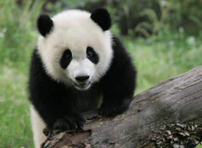 Un equipo científico internacional ha logrado secuenciar el genoma del oso panda gigante