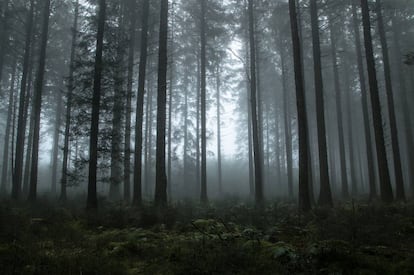 Un paisaje boscoso envuelto en neblina en Dartmoor, en Devon (Inglaterra).