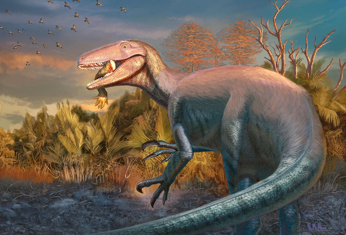 ‘Joaquinraptor casali’, un gran depredador hasta ahora desconocido que vivió en la Patagonia argentina: “Eran realmente poderosos”